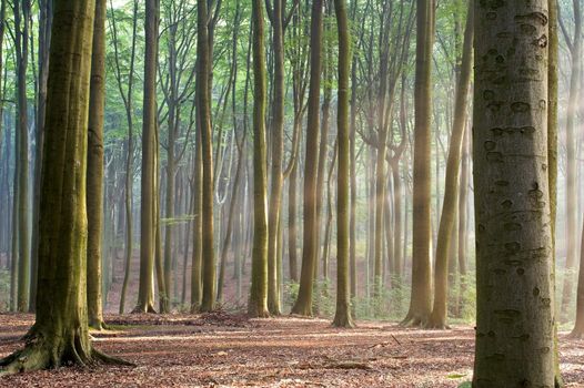 Sunny morning in an early autumn forest; sun rays are visible in a light haze.