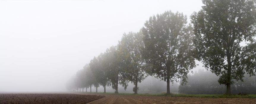Panoramic - row of trees on the field egde in the mist