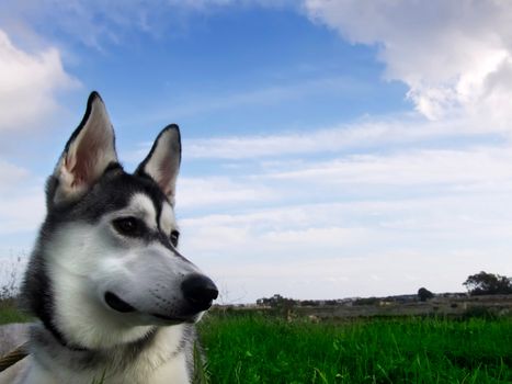 The reliable and loyal Siberian Husky, sled and working dog