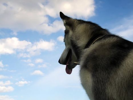 The reliable and loyal Siberian Husky, sled and working dog
