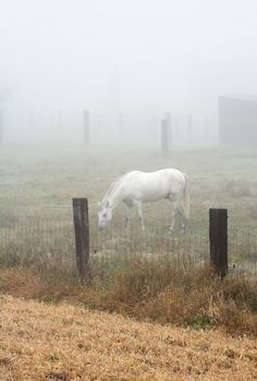 horse grazing on a pasture behind the fence in a heavy mist