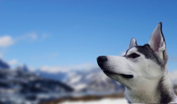 The reliable and loyal Siberian Husky, sled and working dog
