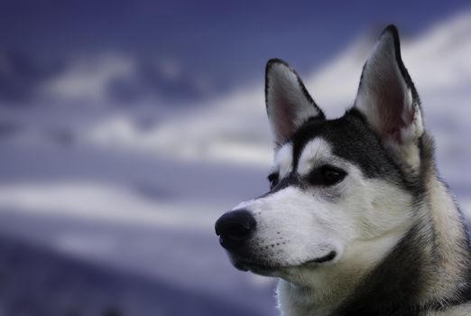 The reliable and loyal Siberian Husky, sled and working dog