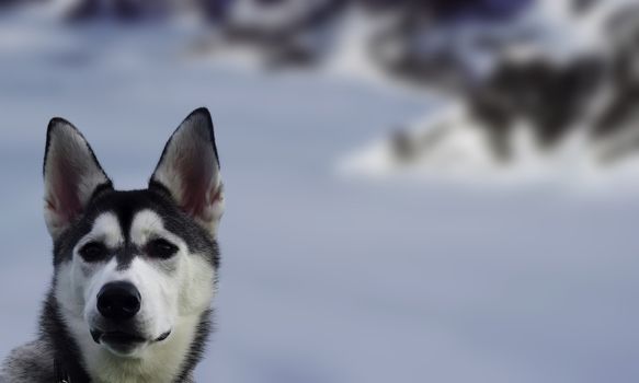 The reliable and loyal Siberian Husky, sled and working dog