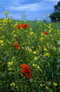 Summer field with wild flowers

