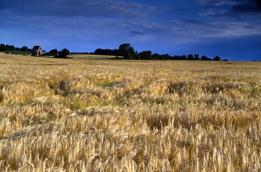 Yellow rye field blurred by wind under a deep blue cloudy sky with a distant farm house and grove.