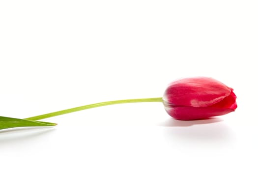 Single tulip on white background