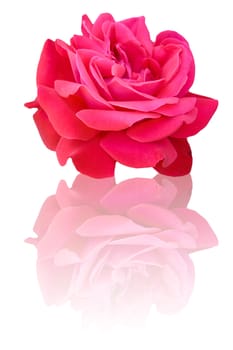Pretty rose on white background