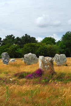 Heather blooming among prehistoric megalithic monuments menhirs in Carnac area in Brittany, France