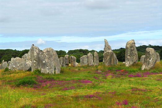 Heather blooming among prehistoric megalithic monuments menhirs in Carnac area in Brittany, France