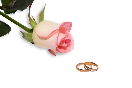 Rose and wedding rings on white background. Isolated.