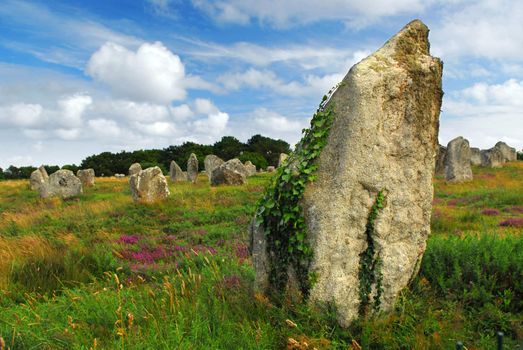 Green vines on prehistoric megalithic monuments menhirs in Carnac area in Brittany, France