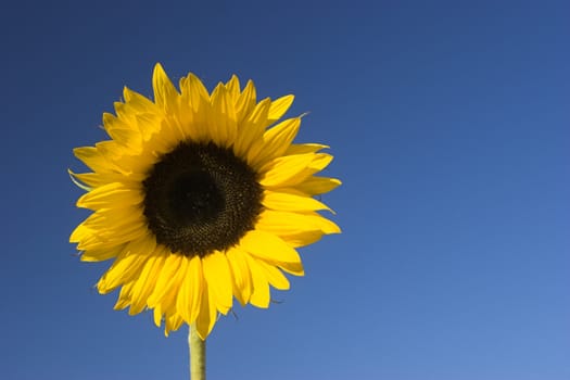 Beautiful sunflower with a blue sky on the background