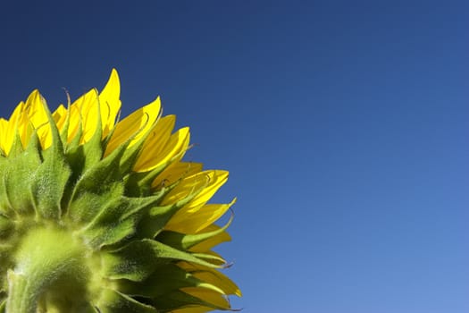 Beautiful sunflower with a blue sky on the background
