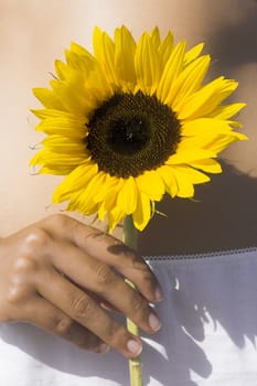 Close-up of a female hand holding a sunflower close to her belly