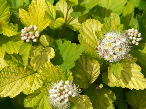 Close up of the little buds and blossoms.