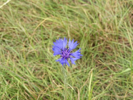 Close up of the little blue cornflower.