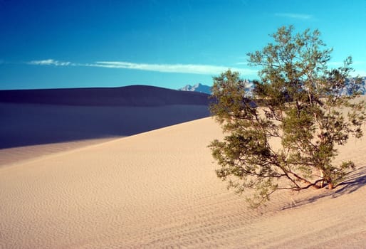 Mesquite tree in sand dunes of Death Valley