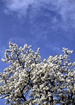 Blooming cherry tree on spring