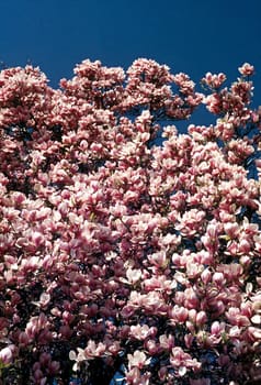 Magnolia tree blossom in spring