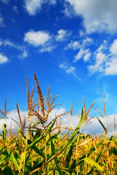 Farm field with growing corn under blue sky