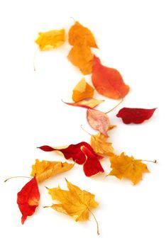 Dry colorful autumn leaves on white background