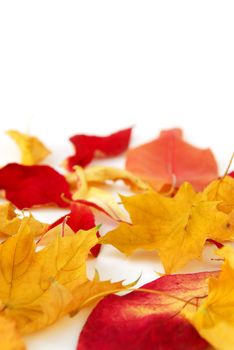 Dry colorful autumn leaves on white background