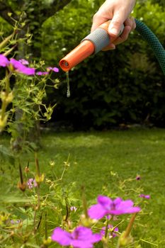 Drought! A hosepipe with just a drip of water coming out of the nozzle. Space for text on the datk background.