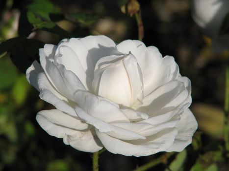 White Rose