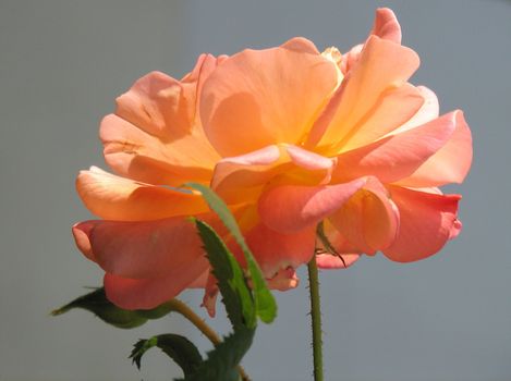 orange-yellow Rose