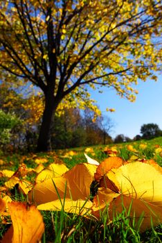 Fall landscape with autumn linden tree and golden leaves on the ground