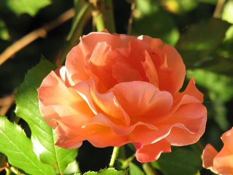 orange-yellow Rose