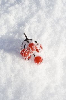 Red berries with new fallen snow.