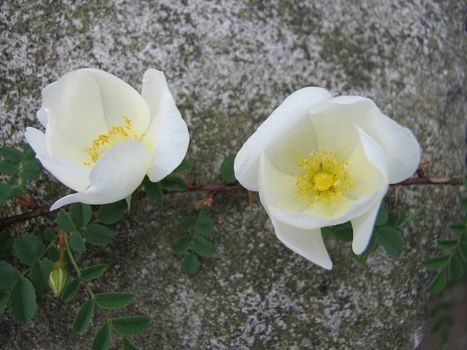 two white roses on rock