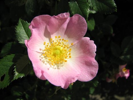 pink wild rose