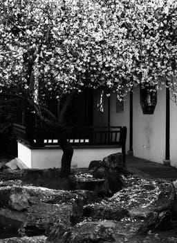 Beautiful tree in monochrome, shedding petals in autumn     