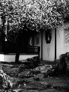 Beautiful tree in monochrome, shedding petals in autumn     