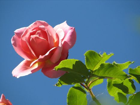 pink rose