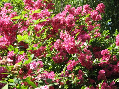 Pink Rambler Roses