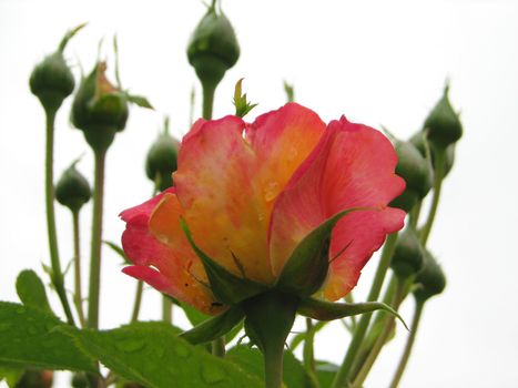 pink-yellow rose with rosebuds