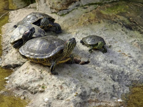 Turtle family basking in sunlight   