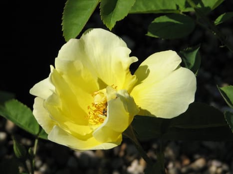 Single Yellow Rose