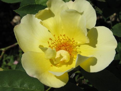 Single Yellow Rose