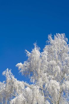 Birches just after the snowfall