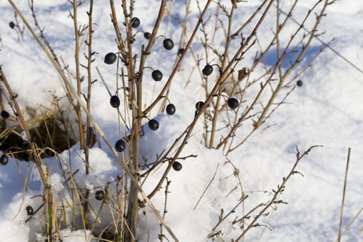 Black berries in the winter