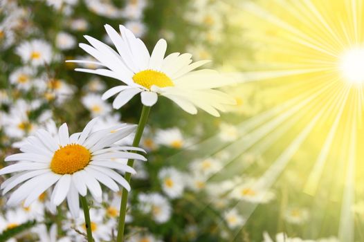 flower and sun in summer on a field