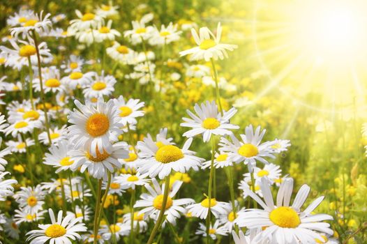 daisy flower on a sunny summer field