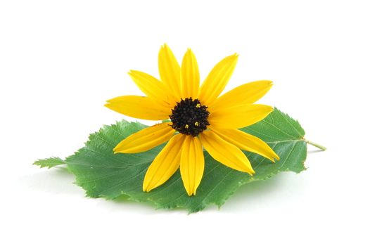 A flower isolated on a white background.