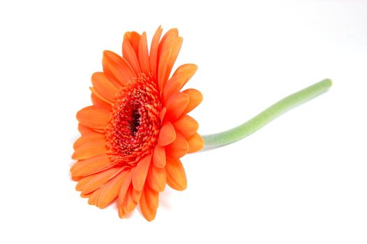 gerbera daisy flower isolated on white background