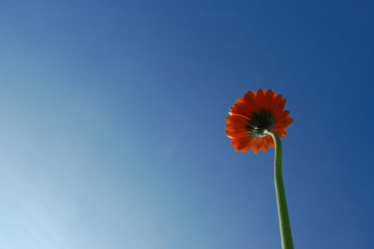 gerbera daisy from below under blue sky in summer